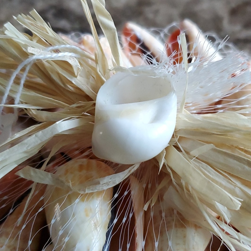 Sea Shells - Picture 2 of 4